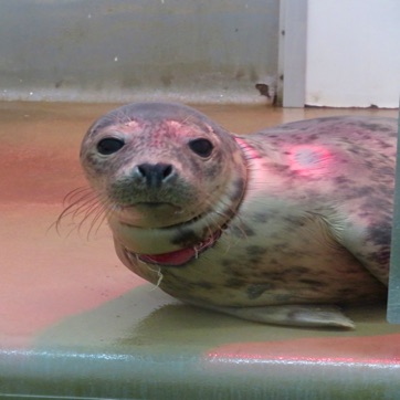 Selkie met zijn nekwonde.JPG